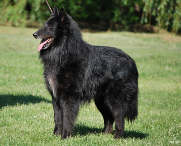 CH. Zsimba Des terres bergères